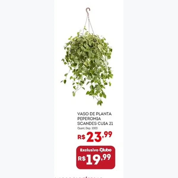 Recorte do encarte de Vaso de Planta Peperomia Scandes Cuia 21