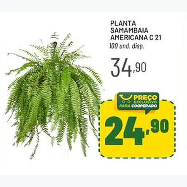 Planta Samambaia Americana