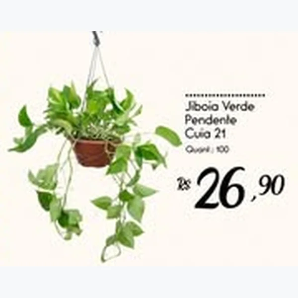 Jiboia Verde Pendente Cuia 21