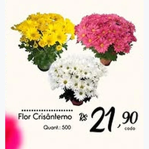Recorte do encarte de Flor Crisântemo