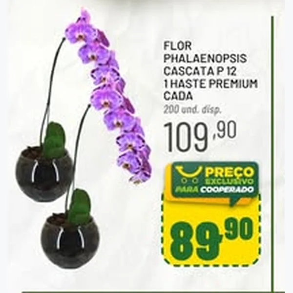 Flor Phalaenopsis Cascata P 12 1 Haste Premium
