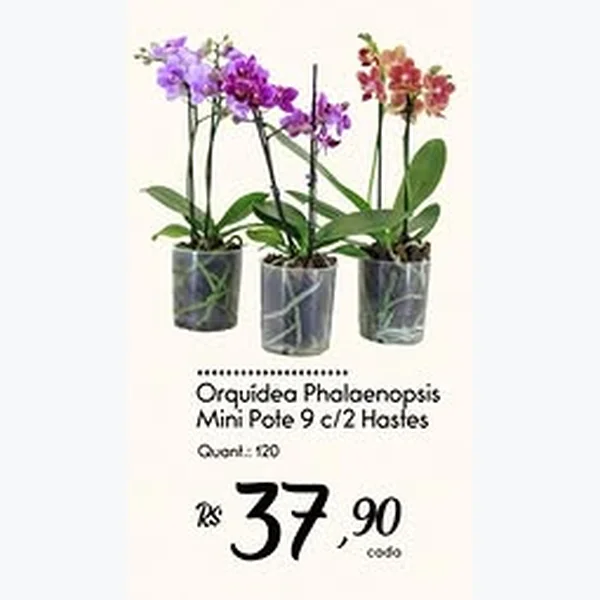 Recorte do encarte de Orquídea Phalaenopsis Mini Pote 9 C/2 Hastes