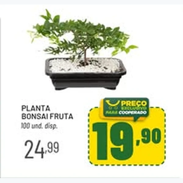 Recorte do encarte de Planta Bonsai Fruta