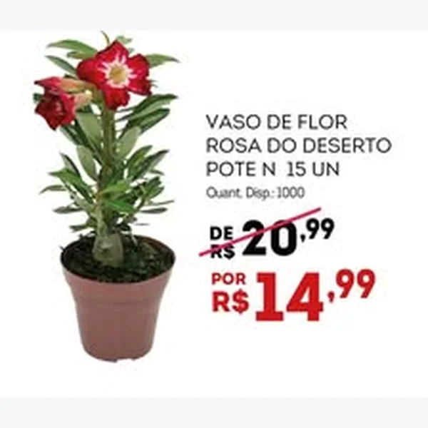 Recorte do encarte de Vaso de Flor Rosa do Deserto 15 un