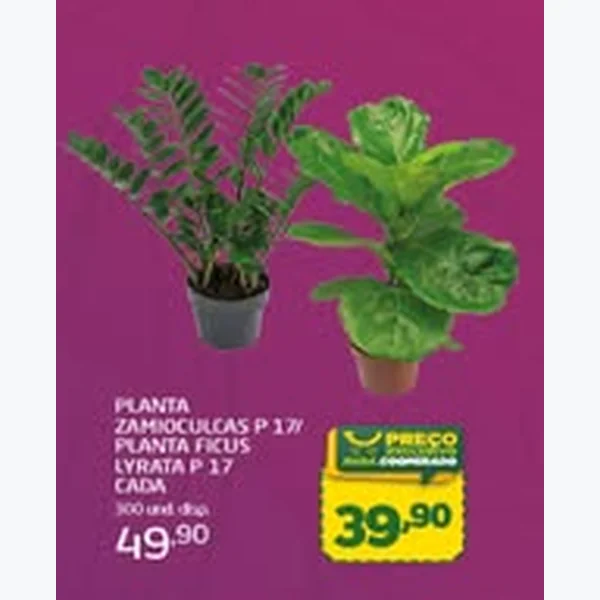 Recorte do encarte de Planta Ficus Lyrata P 17