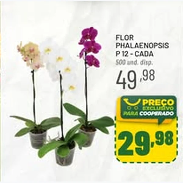Recorte do encarte de Flor Phalaenopsis P 12