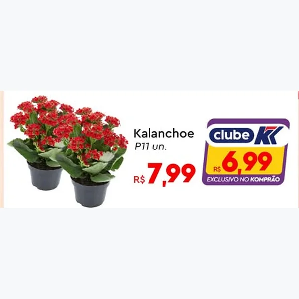 Recorte do encarte de Kalanchoe P11