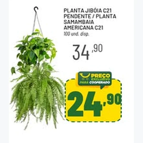 Planta Jibóia C21 Pendente