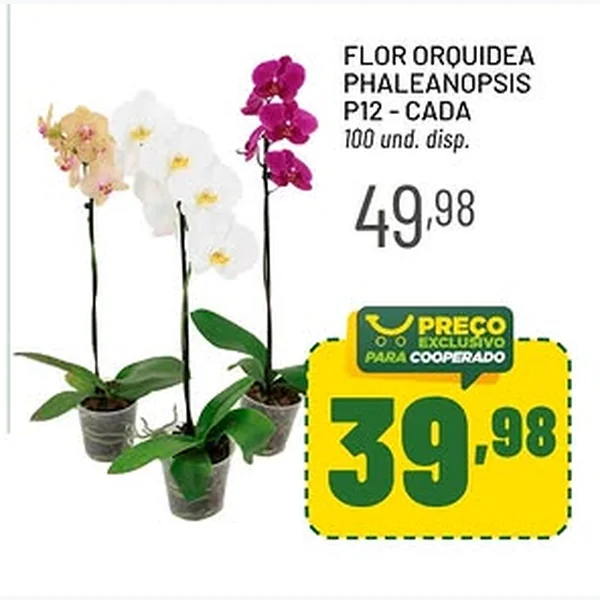 Recorte do encarte de Flor Orquidea Phalaenopsis P12