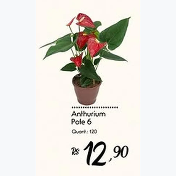Recorte do encarte de Anthurium Pote 6