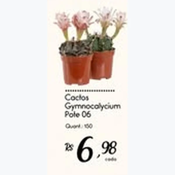 Cactos Gymnocalycium Pote 06