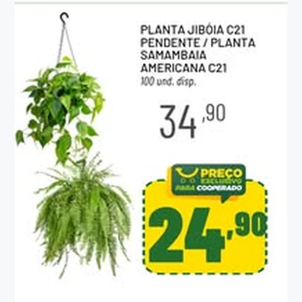 Planta Jibóia C21 Pendente