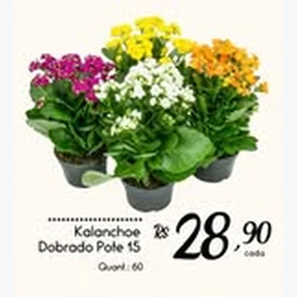Recorte do encarte de Kalanchoe Dobrado Pote 15