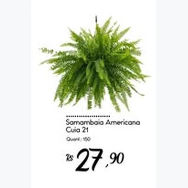 Samambaia Americana Cuia 21