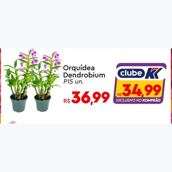 Orquídea Dendrobium 15 un