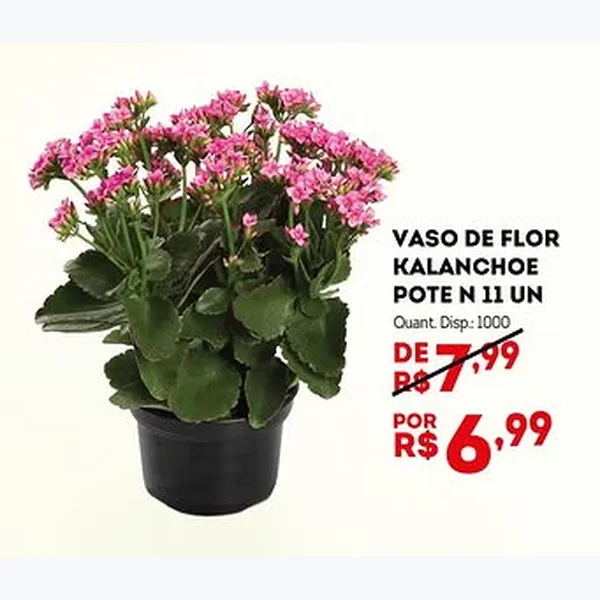 Vaso de Flor Kalanchoe Pote N 11