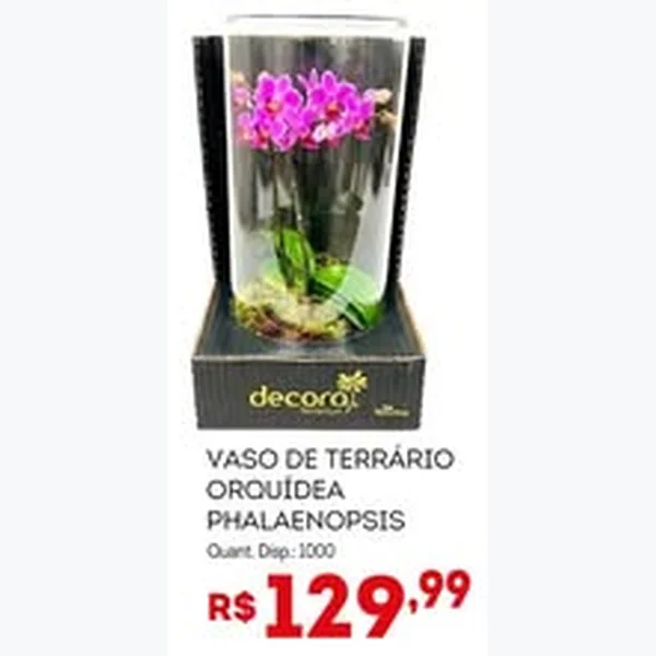 Vaso de Terrário Orquídea Phalaenopsis Decora