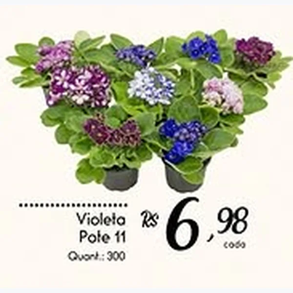 Recorte do encarte de Violeta Pote 11