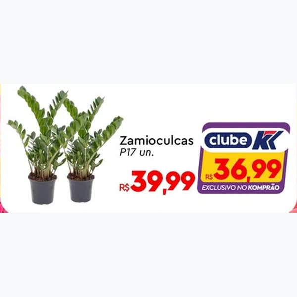 Zamioculcas 17 un