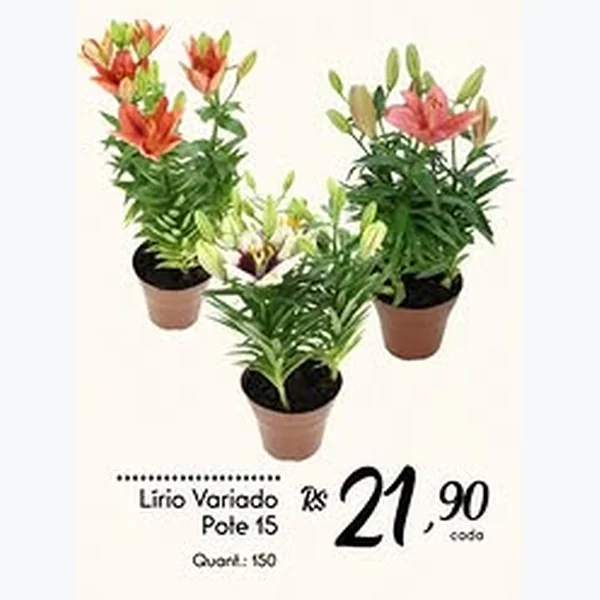 Lírio Variado Pote 15