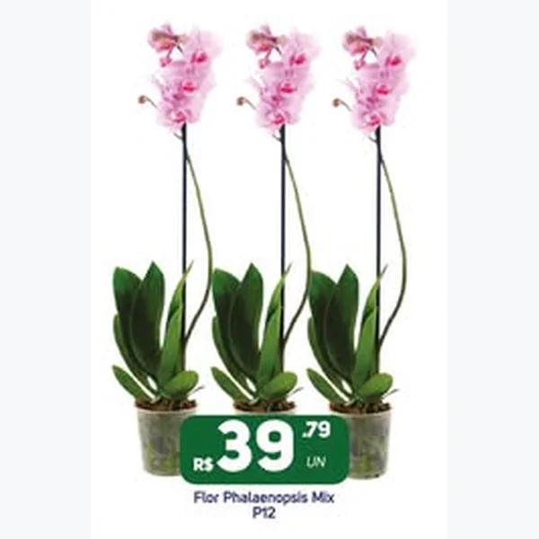 Recorte do encarte de Flor Phalaenopsis Mix P12