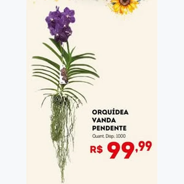 Recorte do encarte de Orquídea Vanda Pendente
