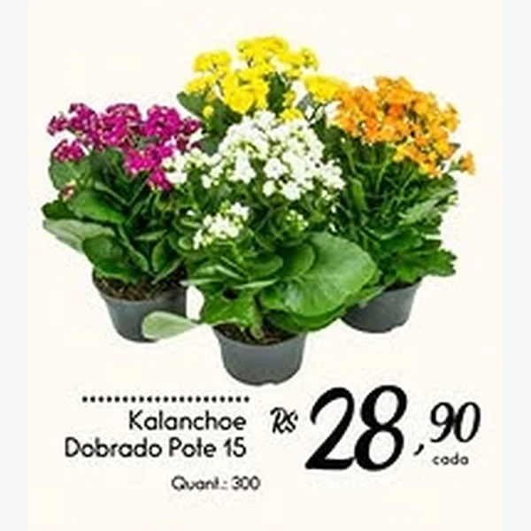 Kalanchoe Dobrado Pote 15