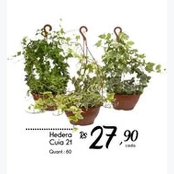 Hedera Cuia 21