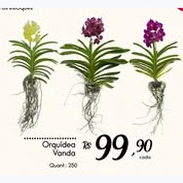 Orquídea Vanda