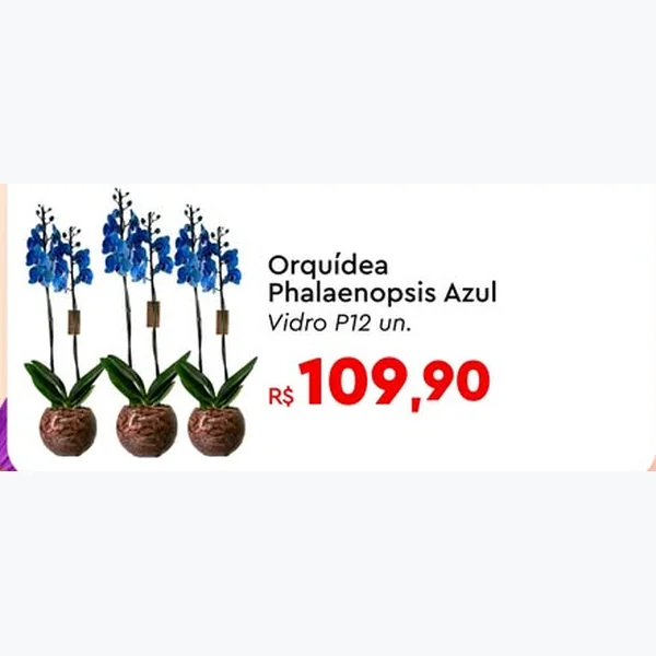 Recorte do encarte de Orquídea Phalaenopsis Azul Vidro P12
