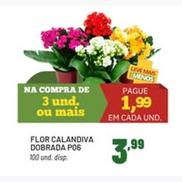 Flor Calandiva Dobrada P06