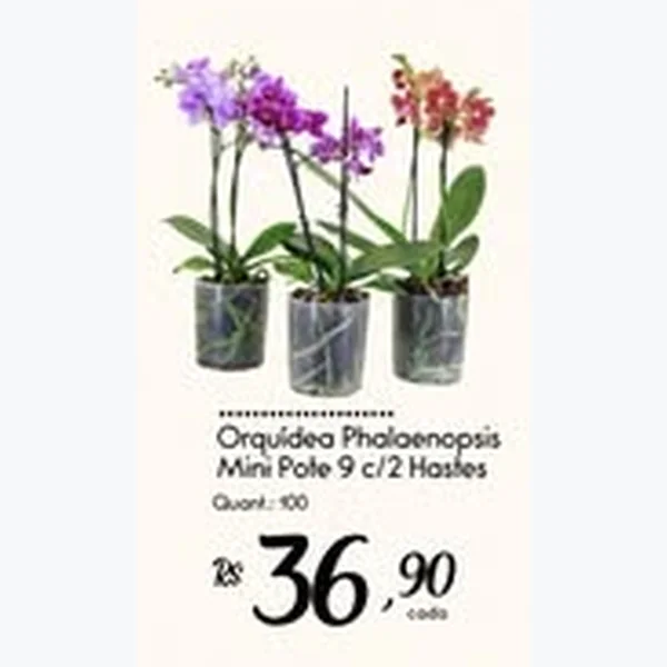 Orquídea Phalaenopsis Mini Pote 9 C/ 2 Hastes